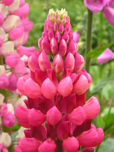 Mooi Rose is..